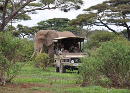 One day Arusha National Park