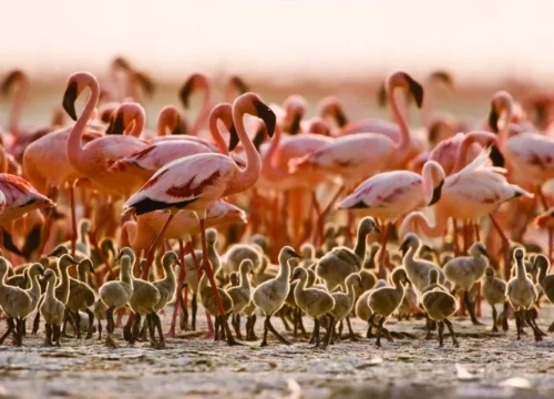 Lake natron Tanzania