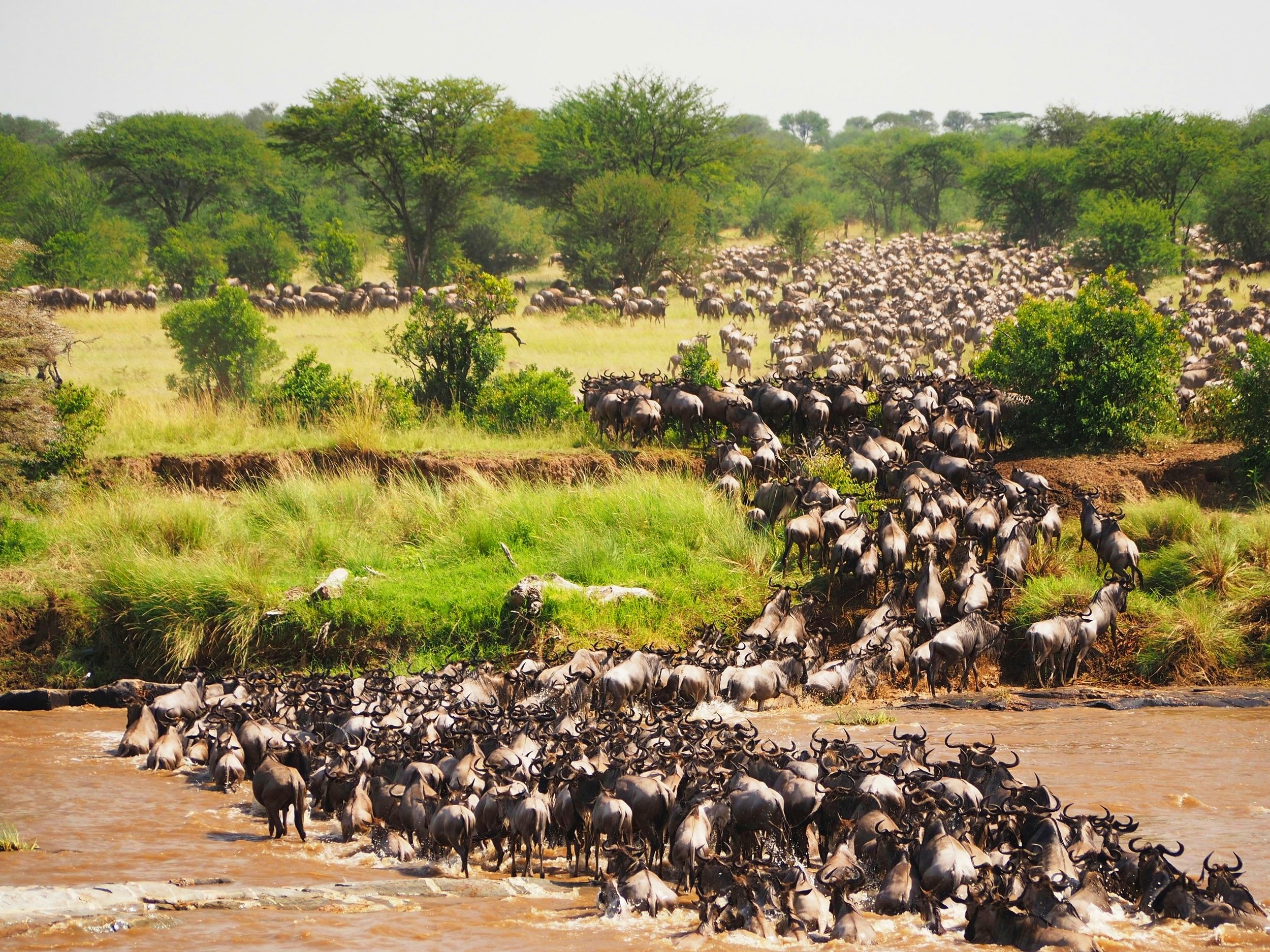 Maasai Mara Tanzania Migration 